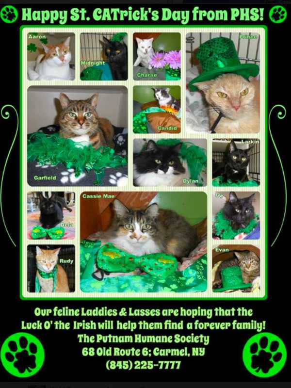 Adopt A Cat Or Dog From Putnam Humane Society In Carmel