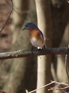 Spring Has Sprung With Return Of Eastern Bluebird To Pace's Campus