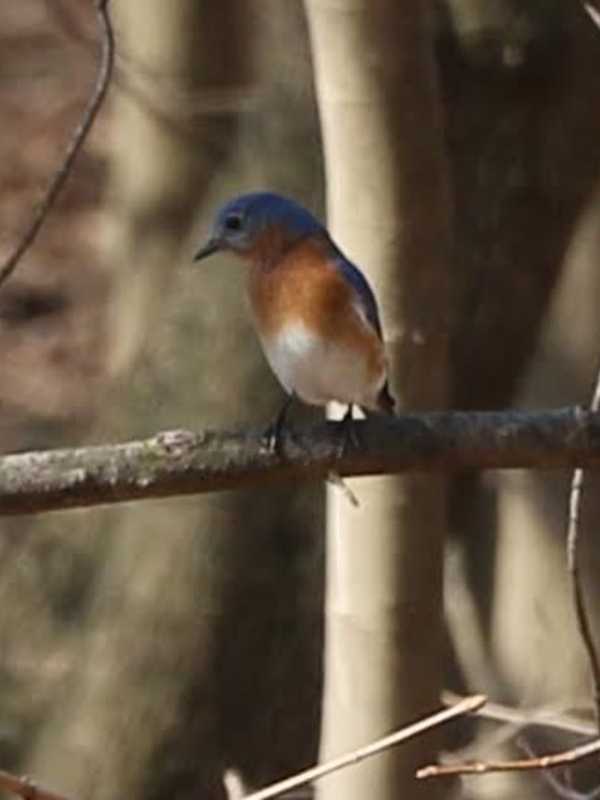 Spring Has Sprung With Return Of Eastern Bluebird To Pace's Campus