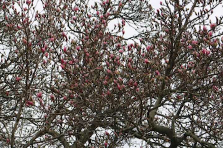 Promise of Spring In Greenwich