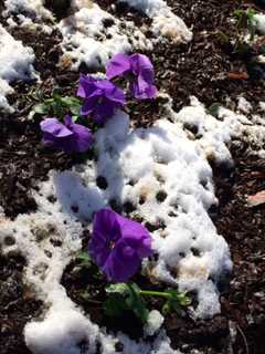 Signs Of Spring Can Be Seen In Lewisboro Despite The Snow