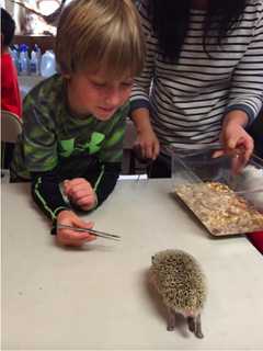 Students Meet Miles The Hedgehog, Learn About Mammals