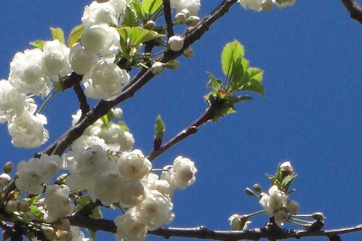 Learn About Allergies At Danbury Library Program