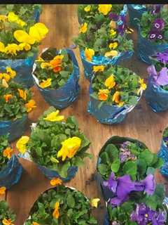 H&L Easter Plant Sale At Hillsdale Fire Department
