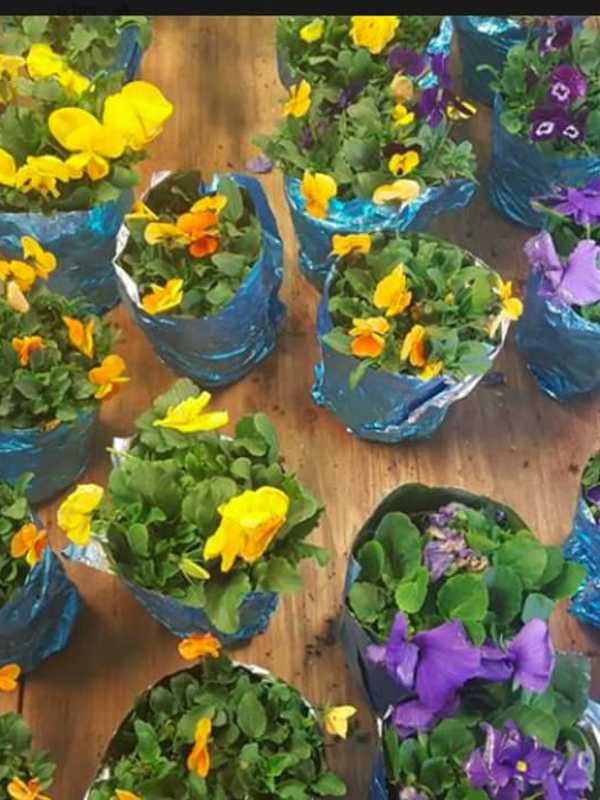H&L Easter Plant Sale At Hillsdale Fire Department