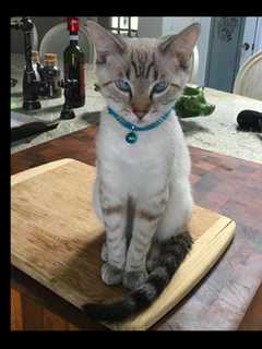 Owner Of Kitten Blu Of Briarcliff Seeks Help Locating Cat