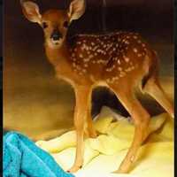 <p>A baby fawn was delivered to the Franklin Lakes Animal Hospital Monday morning.</p>