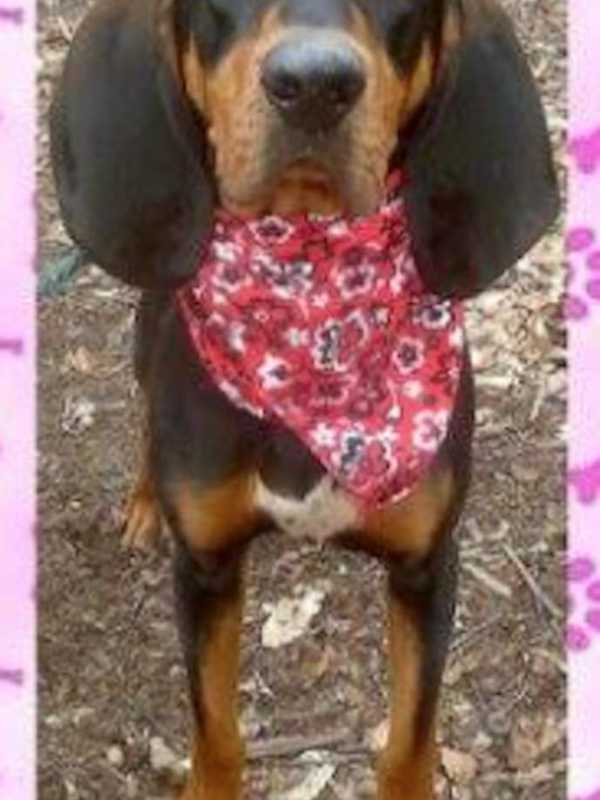 Putnam Humane Society Presents Lily