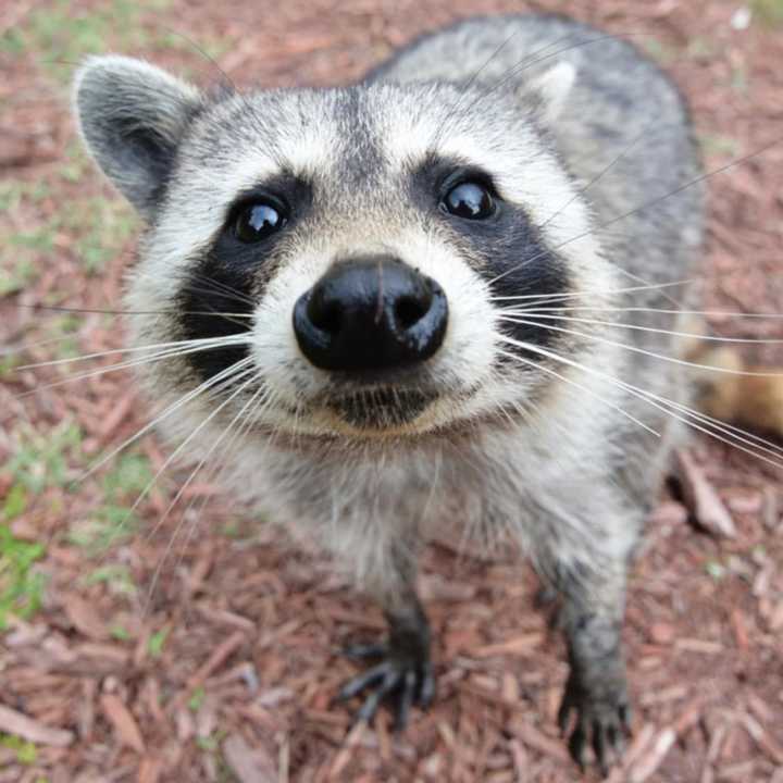 New Castle Police euthanized a rabid raccoon after an incident at Glaizer Park on Tuesday, March 29.