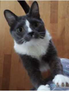 Bronxville Resident Looks For Lost Cat