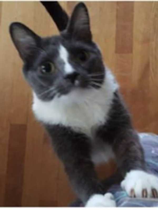 Bronxville Resident Looks For Lost Cat