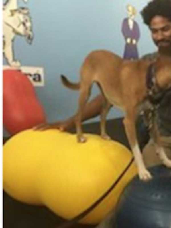 Mount Vernon Shelter Hosting Dog Fitness Class