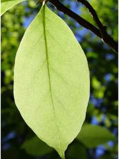 Leaf Compost Facility In Franklin Lakes Open Weekends