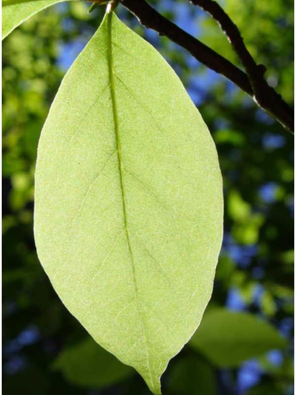 Leaf Compost Facility In Franklin Lakes Open Weekends