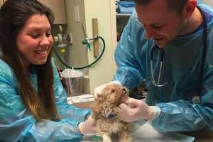 Paramus Suspends Puppy Adoptions Tops Last Week's News In Bergen County