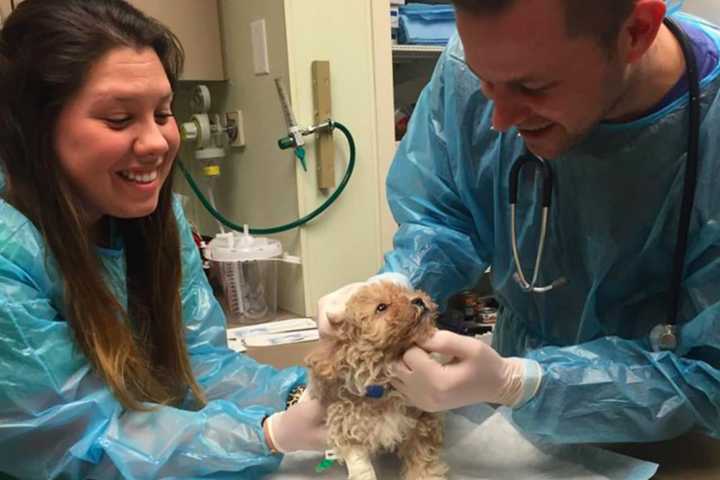 Paramus Suspends Puppy Adoptions Tops Last Week's News In Bergen County