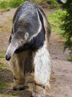 Fairfield U Presenting Lecture On 'Behind The Scenes At Beardsley Zoo'