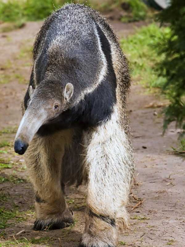 Fairfield U Presenting Lecture On 'Behind The Scenes At Beardsley Zoo'
