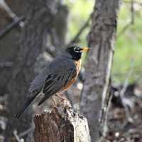 <p>Contrary to popular belief, the American Robin is not a good indicator of spring.</p>