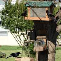 <p>Grackles can easily eat all the bird seed in a feeder.</p>