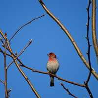 <p>Male House Finches sing incessantly throughout the early spring.</p>