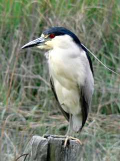 Norwalk Land Trust Provides Critical Habitat To Ten Species Of Wildlife