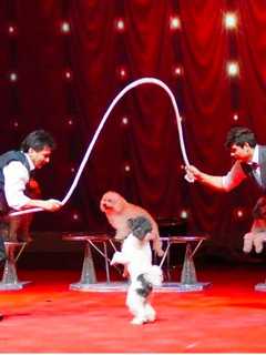Watch Famous Dog Group Perform Tricks, Acrobatics At Ridgefield Playhouse