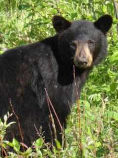 Bear Tranquilized, Removed From Stratford Yard