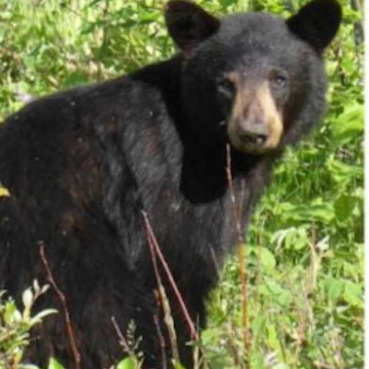 State police and road crews were responding to the Taconic Parkway in Hopewell Junction where a dead bear was found on the center median near I-84.