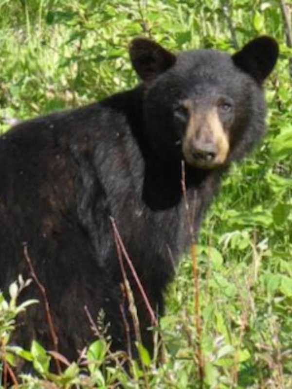 Bear Tranquilized, Removed From Stratford Yard