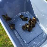 <p>Rescued ducks at St. Joseph School in Brookfield</p>