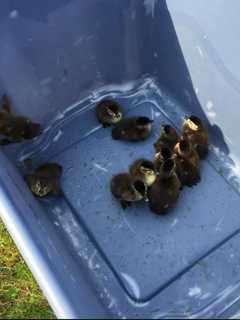 Brookfield Police, Public Works Rescue Ducklings From Storm Drain