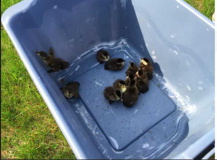 Rescued ducks at St. Joseph School in Brookfield