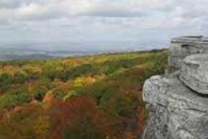 East Fishkill To Open Brush Drop-off Program