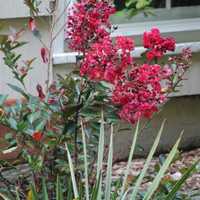 <p>The bright red blossoms of crape myrtle attract hummingbirds.</p>