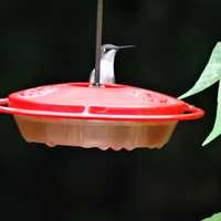 <p>A Ruby-throated Hummingbird on a saucer-style feeder.</p>