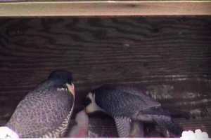 Help Name New Baby Falcon Chick On Top Of Tappan Zee Bridge