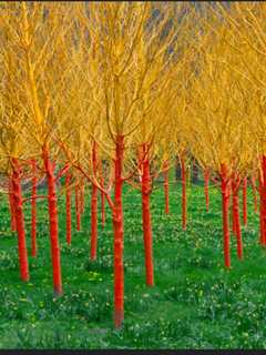 Artist Teaches Spring Landscape Class At Monroe Library