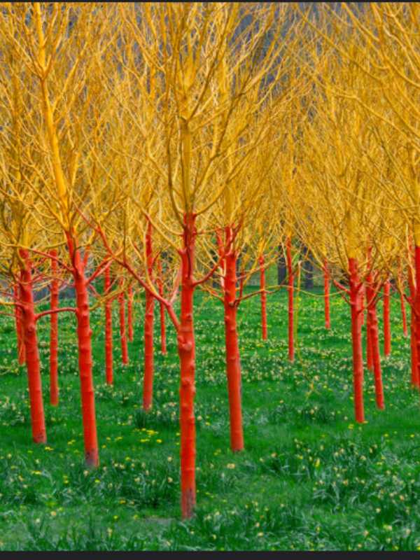 Artist Teaches Spring Landscape Class At Monroe Library