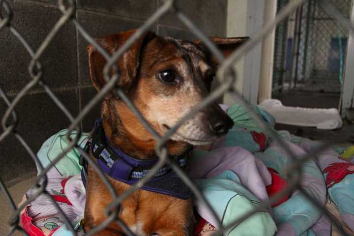 Meet Your Furry BFF At Chopper Russo Real Estate Group's Pet Adoption Day