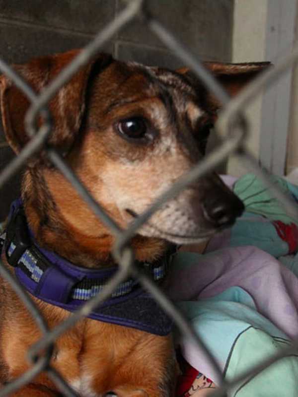 Meet New Best Friend At West Milford Pet Adoption Event