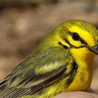 <p>Prairie Warblers are immediately recognizable by their buzzy song.</p>