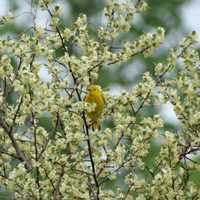 <p>Yellow Warblers are common throughout the region.</p>