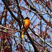 <p>A male Baltimore Oriole.</p>