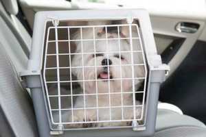Help Make Your New House A Home For You And Your Dog