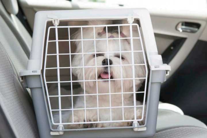 Help Make Your New House A Home For You And Your Dog