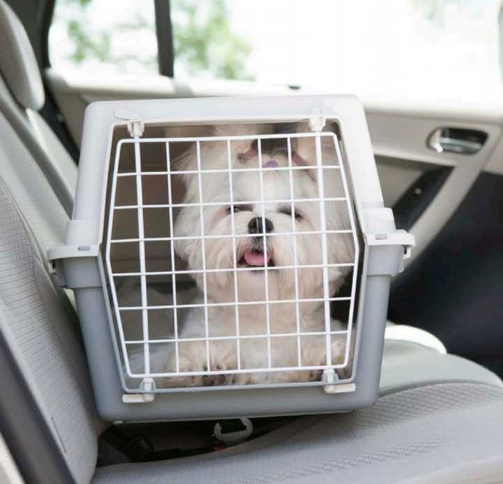 Moving with your dog? Follow these tips for both you and Fido&#x27;s ease of mind.