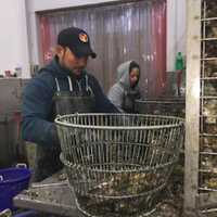 <p>A worker at Norm Bloom and Son cleans oysters Thursday.</p>