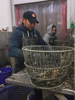 Sen. Murphy Touts Cleanliness Of Sound As He Tours Norwalk Oyster Business