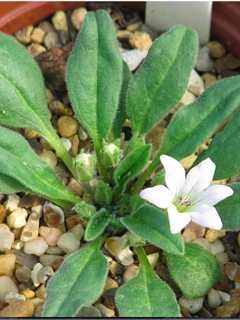 Take Part In Seedling Exchange At Greenfield Hill Grange In Fairfield
